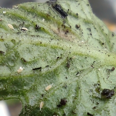 Pseudococcidae
