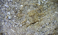 Xiphonectes longispinosus