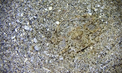 Xiphonectes longispinosus