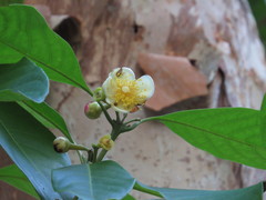 Rhodomyrtus macrocarpa