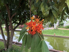 Saraca