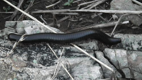 Spirostreptus heros