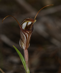 Pterostylis dolichochila