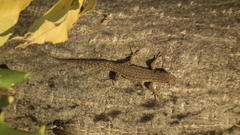 Lygodactylus bradfieldi