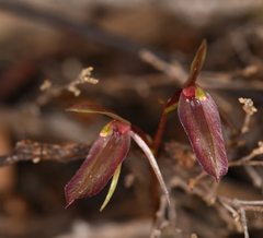 Cyrtostylis robusta
