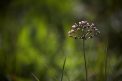 Allium angulosum