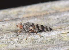 Pseudotephritina