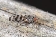 Pseudotephritina