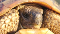 Testudo hermanni hermanni