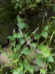 Argiope aetheroides