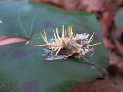 Akanthomyces