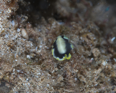 Pseudoceros paralaticlavus