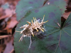 Akanthomyces