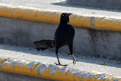 Quiscalus mexicanus