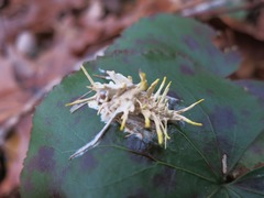 Akanthomyces