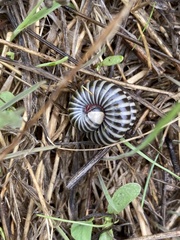 Ommatoiulus lusitanus