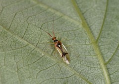 Hyaliodes