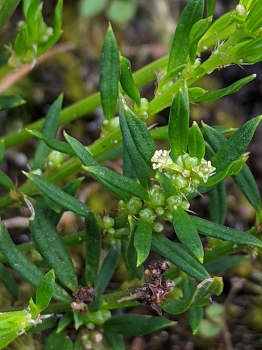 Amperea simulans