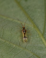 Hyaliodes