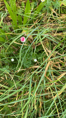 Bellis perennis