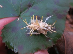 Akanthomyces