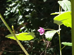 Howittia trilocularis