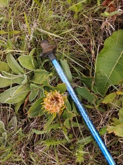 Leucospermum innovans