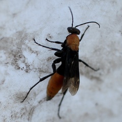 Psorthaspis