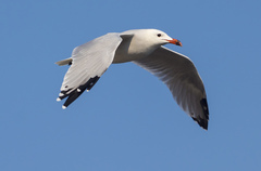 Ichthyaetus audouinii