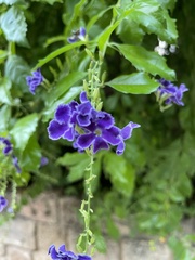 Duranta