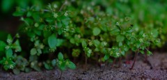 Crassula strigosa