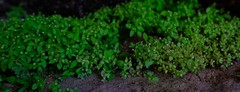 Crassula strigosa