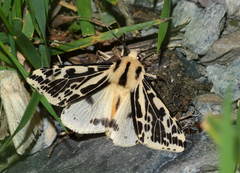 Spilarctia melanostigma