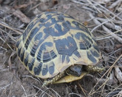Testudo hermanni hermanni