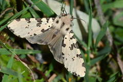 Nebrarctia transversa
