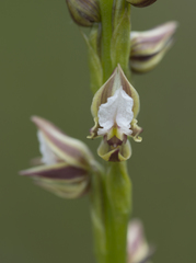 Prasophyllum australe