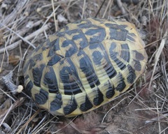 Testudo hermanni hermanni