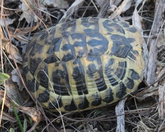 Testudo hermanni hermanni