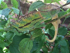 Calumma globifer