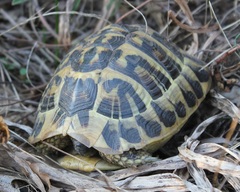 Testudo hermanni hermanni