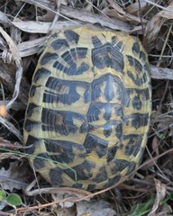 Testudo hermanni hermanni