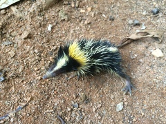 Hemicentetes semispinosus