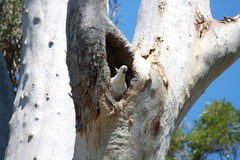 Cacatua galerita galerita