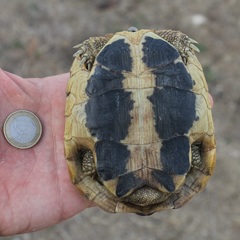 Testudo hermanni hermanni