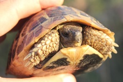 Testudo hermanni hermanni