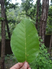 Shorea robusta
