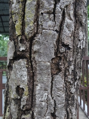 Shorea robusta