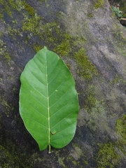 Shorea robusta