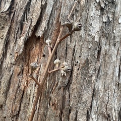 Eucalyptus resinifera