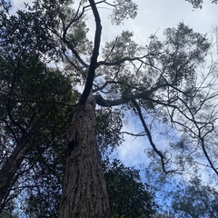 Eucalyptus resinifera